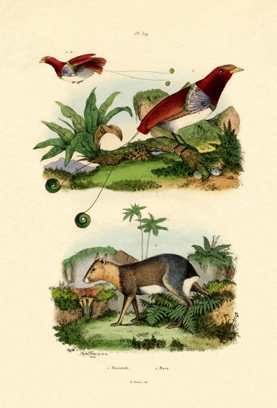 Bird of Paradise by French School
